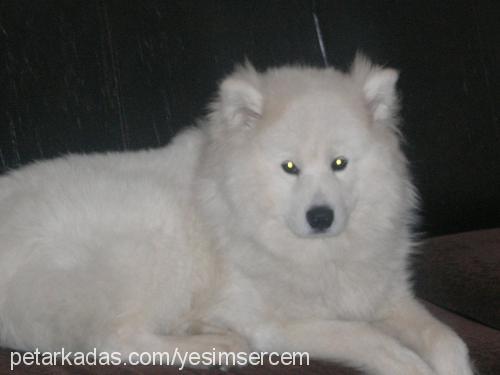 max Erkek Samoyed