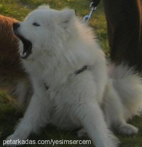 max Erkek Samoyed