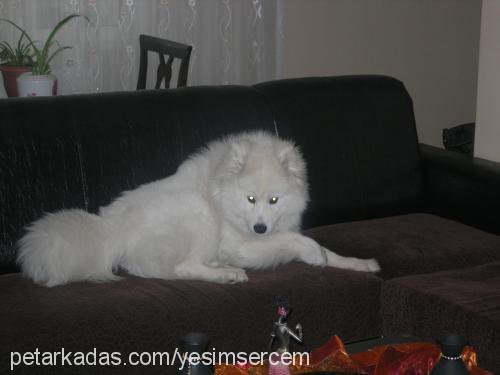 max Erkek Samoyed