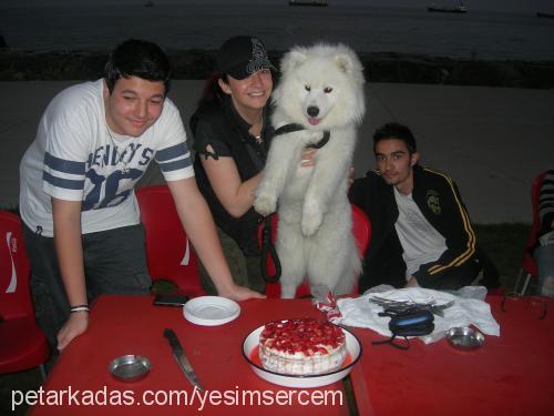 max Erkek Samoyed