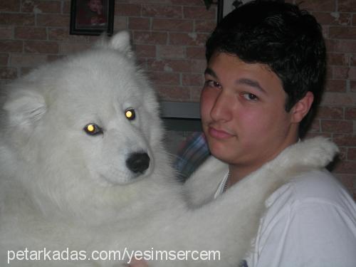 max Erkek Samoyed