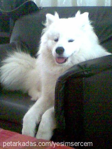 max Erkek Samoyed