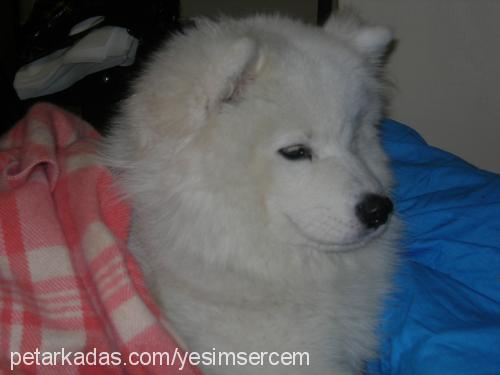 max Erkek Samoyed