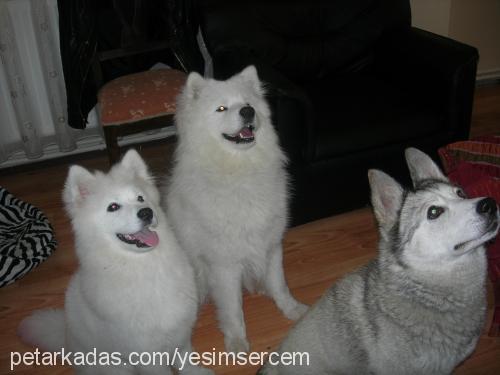 max Erkek Samoyed