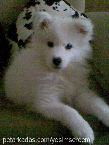 maya Dişi Samoyed