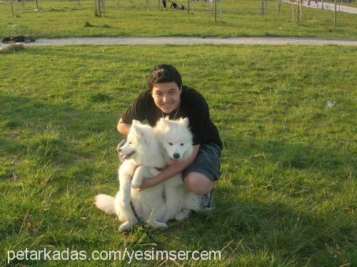 maya Dişi Samoyed