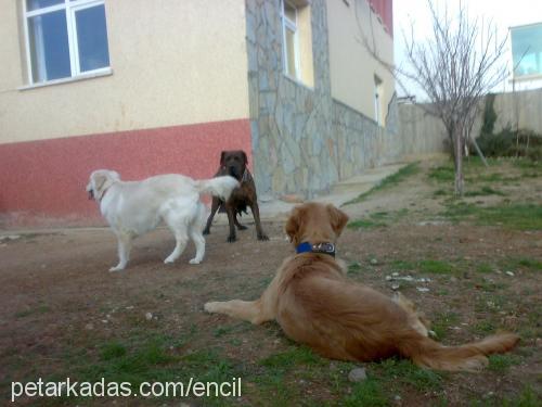 tarÇin Dişi Golden Retriever