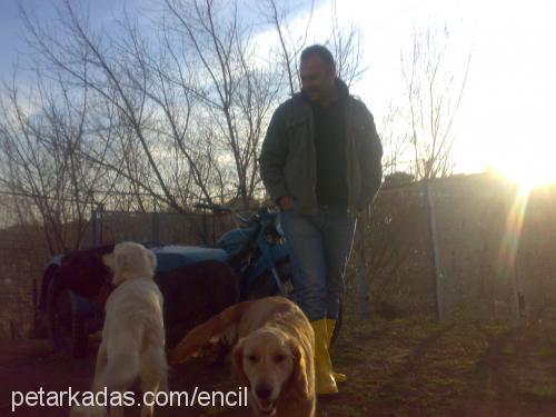 tarÇin Dişi Golden Retriever