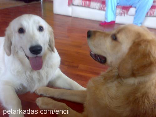 tarÇin Dişi Golden Retriever