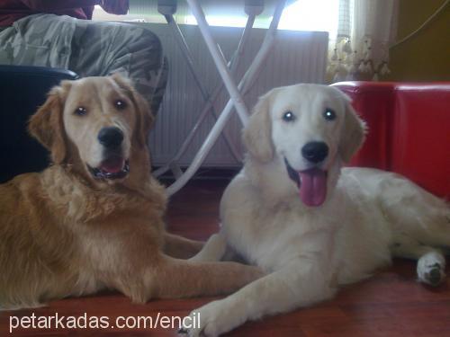 tarÇin Dişi Golden Retriever