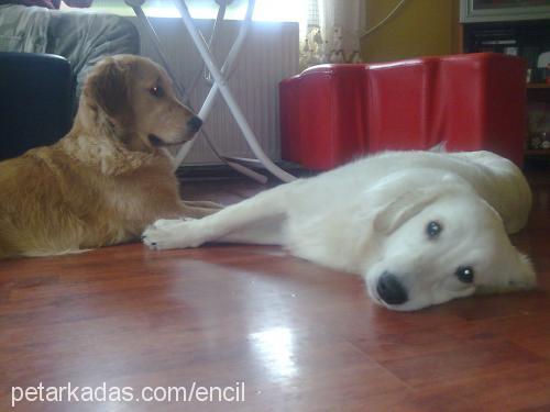 tarÇin Dişi Golden Retriever