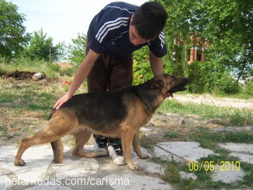 laİse Dişi Alman Çoban Köpeği