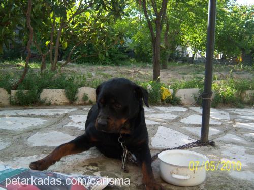 bİxy.....hatun Dişi Rottweiler