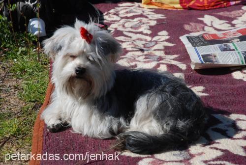 loona Dişi Yorkshire Terrier