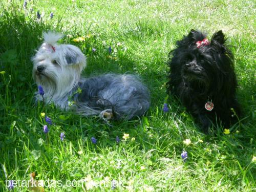 loona Dişi Yorkshire Terrier