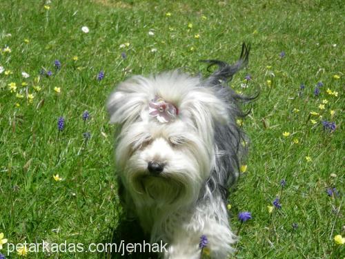 loona Dişi Yorkshire Terrier