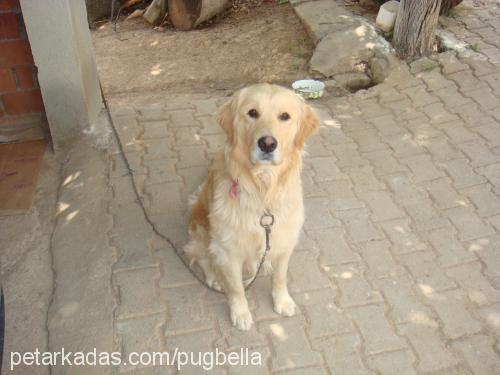 odİ Erkek Golden Retriever