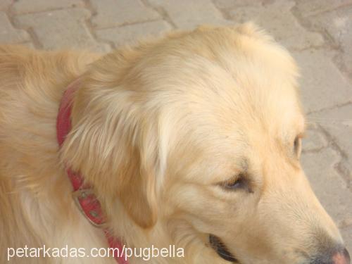 odİ Erkek Golden Retriever