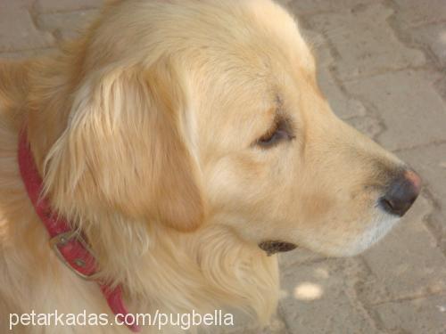 odİ Erkek Golden Retriever