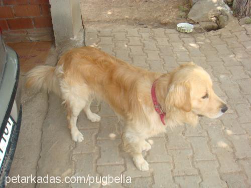 odİ Erkek Golden Retriever