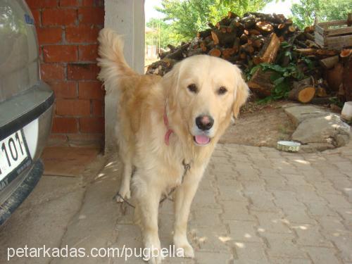 odİ Erkek Golden Retriever