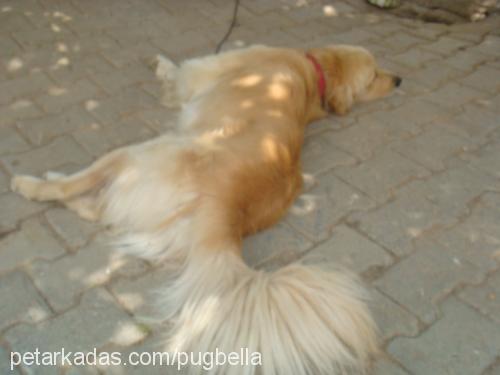 odİ Erkek Golden Retriever