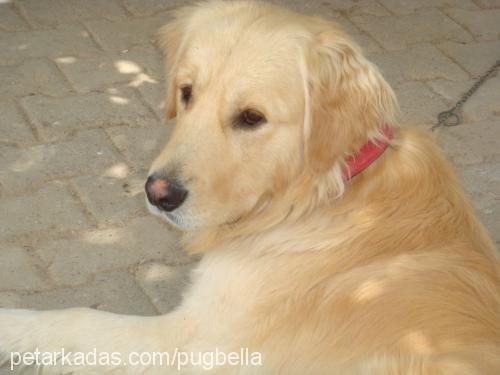 odİ Erkek Golden Retriever