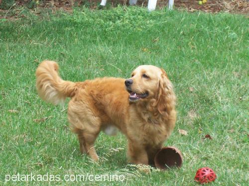 zeytin Erkek Amerikan Cocker Spaniel