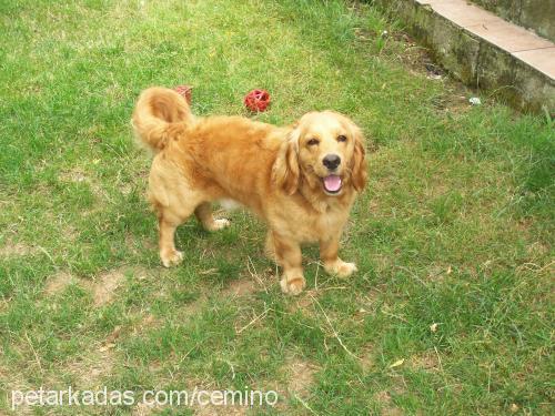 zeytin Erkek Amerikan Cocker Spaniel