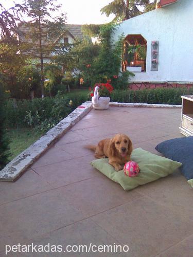 zeytin Erkek Amerikan Cocker Spaniel