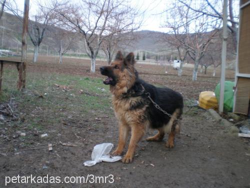 mutlu Dişi Alman Çoban Köpeği