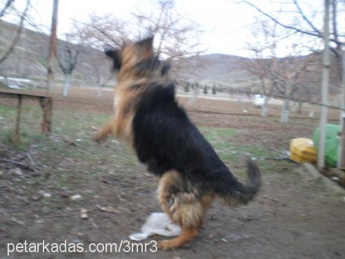 mutlu Dişi Alman Çoban Köpeği