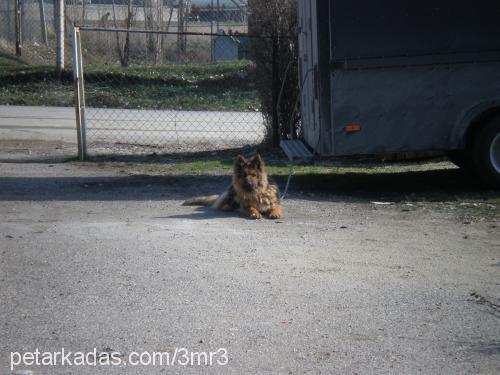 mutlu Dişi Alman Çoban Köpeği