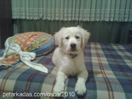 oscar Erkek Golden Retriever