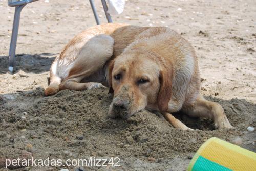 maya Dişi Labrador Retriever