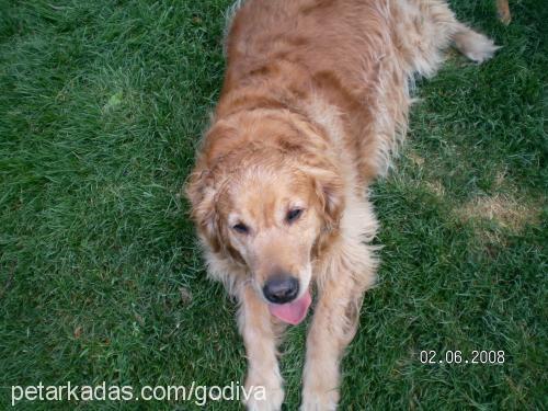 ladygodiva Dişi Golden Retriever