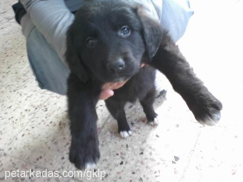 paşa Erkek Labrador Retriever