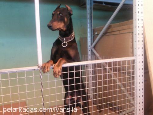 İvanŞila Dişi Doberman Pinscher