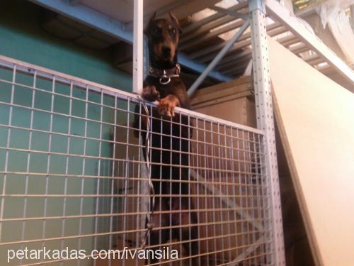 İvanŞila Dişi Doberman Pinscher