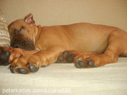 dorothy-del-mon Dişi Mastiff