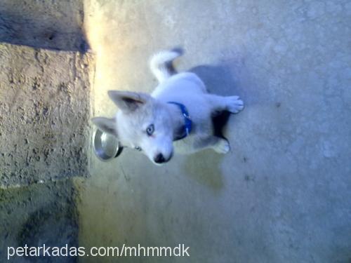 ice Dişi Sibirya Kurdu (Husky)