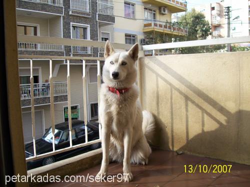 angel Dişi Sibirya Kurdu (Husky)