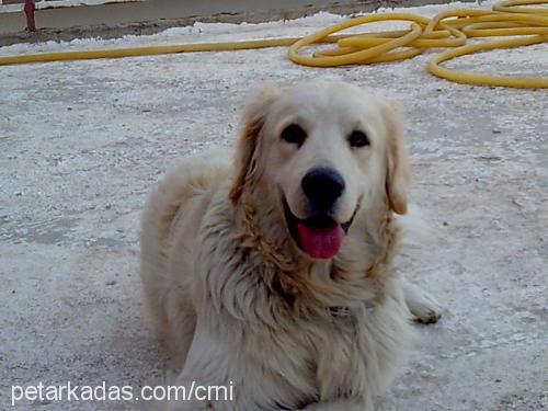 petka Erkek Golden Retriever