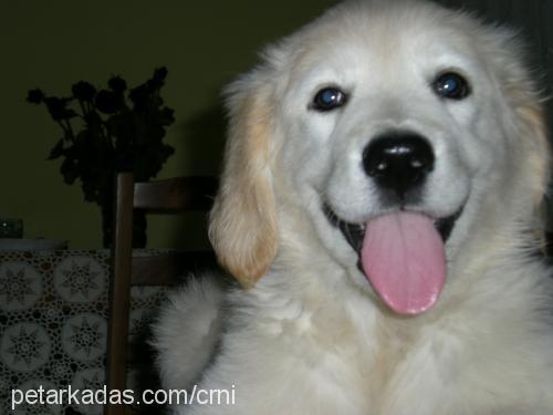 petka Erkek Golden Retriever