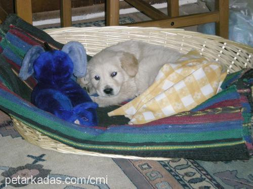 petka Erkek Golden Retriever