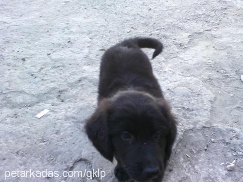 paşa Erkek Labrador Retriever