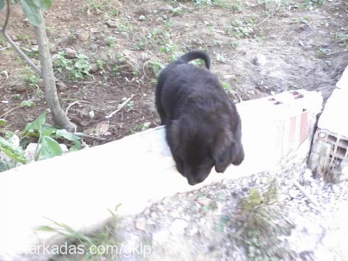 paşa Erkek Labrador Retriever