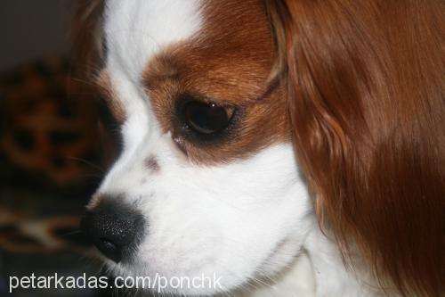 ponchİk Dişi Cavalier King Charles Spanieli