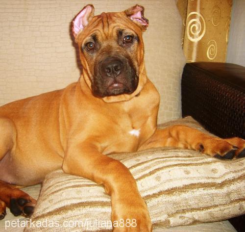 dorothy-del-mon Dişi Mastiff