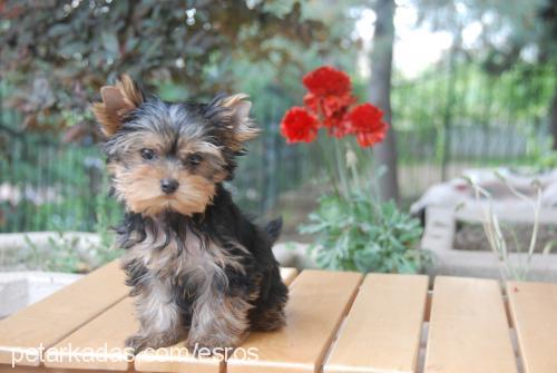 frenchkiss Erkek Yorkshire Terrier